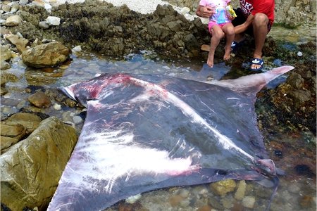 Die Sickle Fin Devil Ray (Mobulid tarpanaca) wat te Blousloep, Frans-kraal uitgespoel het, het vele belangstellende inwoners nader gelok. Jeffrey  Janse van Vuuren besigtig hier saam met sy seun Jayden (4).